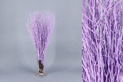 Ram de Bedoll Tenyit