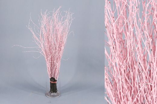 Ram de Bedoll Tenyit