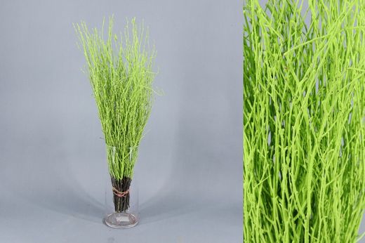 Ram de Bedoll Tenyit