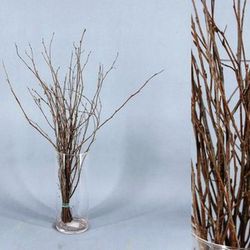 Ram de Bedoll Tenyit