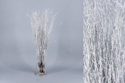 Ram de Bedoll Tenyit