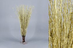 Ram de Bedoll Tenyit