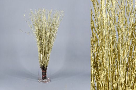 Ram de Bedoll Tenyit