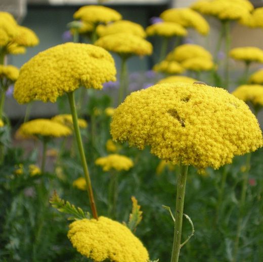 Buquê de Achillea