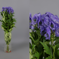 Ramo de Aconitum