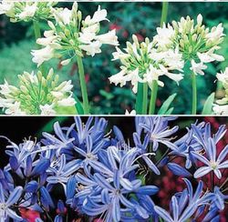 Ram de Agapanthus