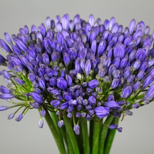 Ram de Agapanthus