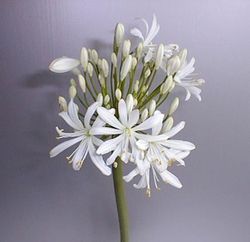 Ram de Agapanthus