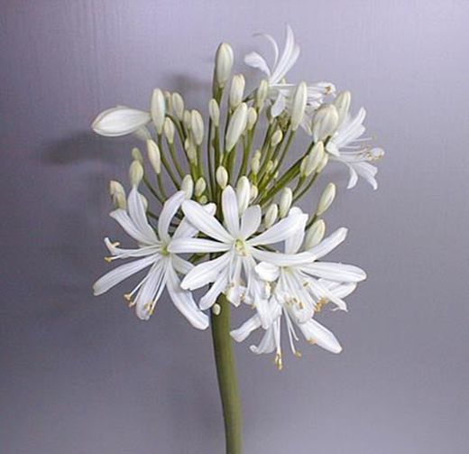 Ram de Agapanthus