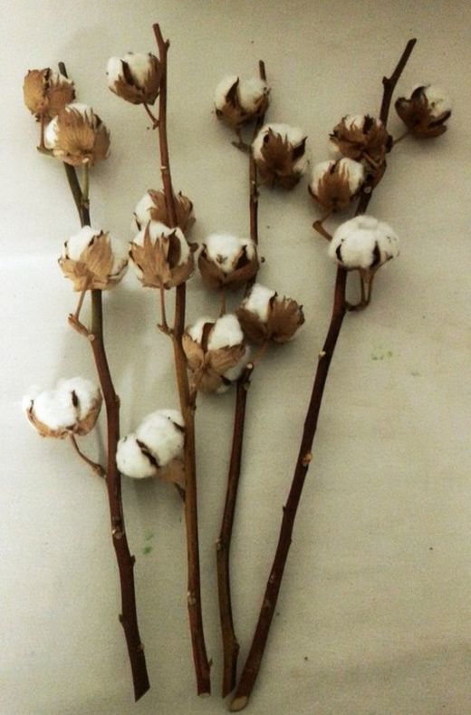 Ramo de Algodón Natural Pack 4 varas
