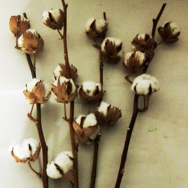 Bouquet de Algodão Natural Pack 4 hastes — Flores Frescas Online