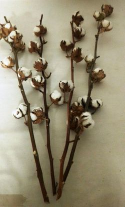 Ramo de Algodón Natural Extra Pack 4 varas