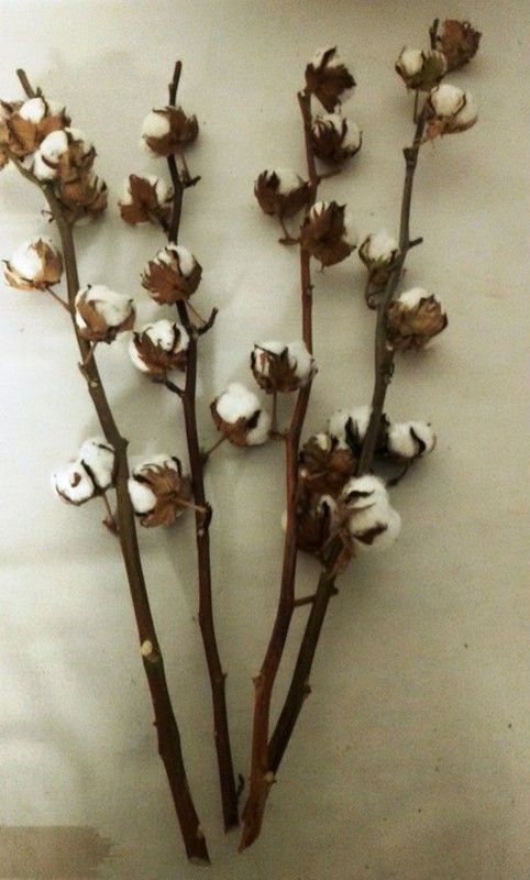 Ramo de Algodón Natural Extra Pack 4 varas