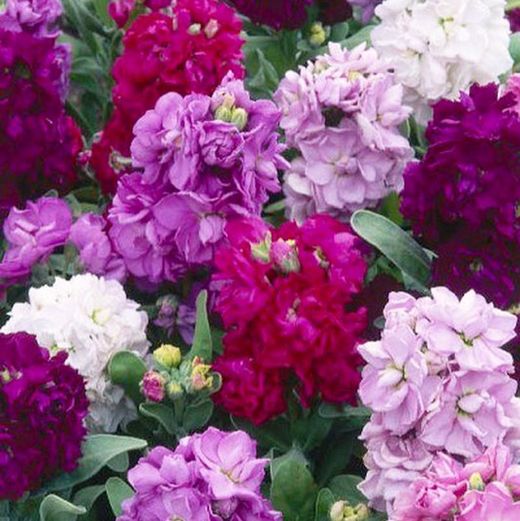 Alhelí Bouquet
