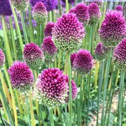 Ramo de Allium