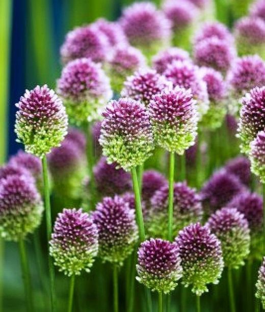 Ramo de Allium