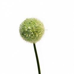 Ram de Allium Gladiator