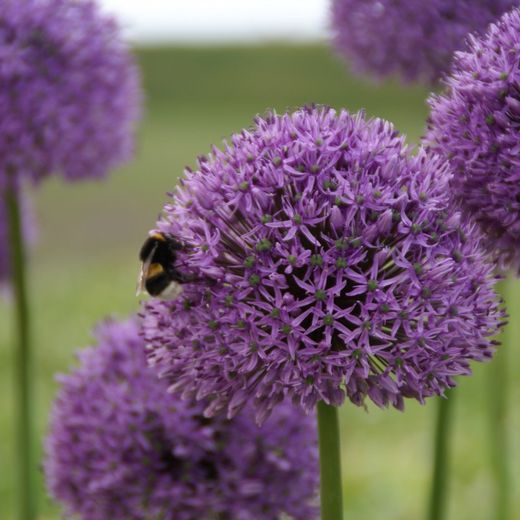Ramo de Allium Gladiator