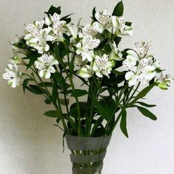 Ramo de Alstroemeria