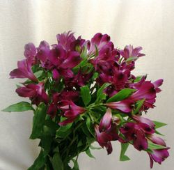 Ramo de Alstroemeria