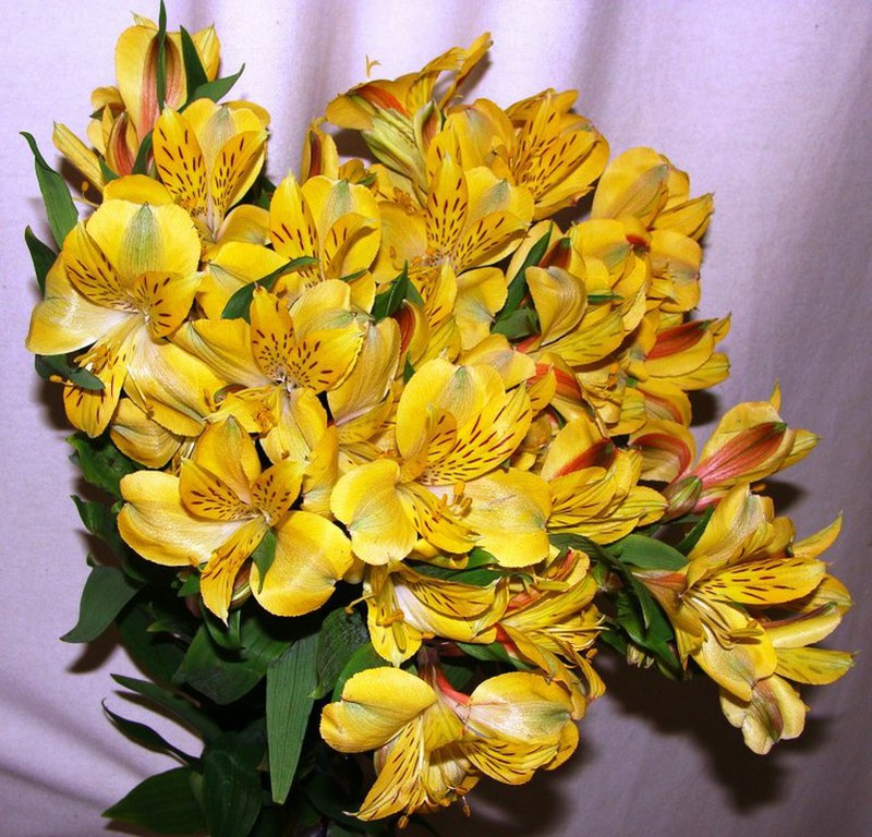 Alstroemeria Bouquet — Flores Frescas Online