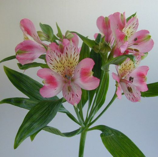 Ramo de Alstroemeria