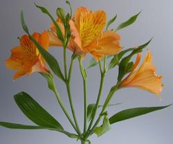 Ramo de Alstroemeria