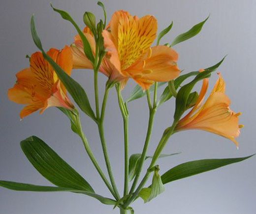 Ramo de Alstroemeria