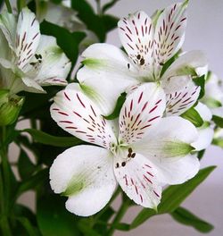 Ramo de Alstroemeria