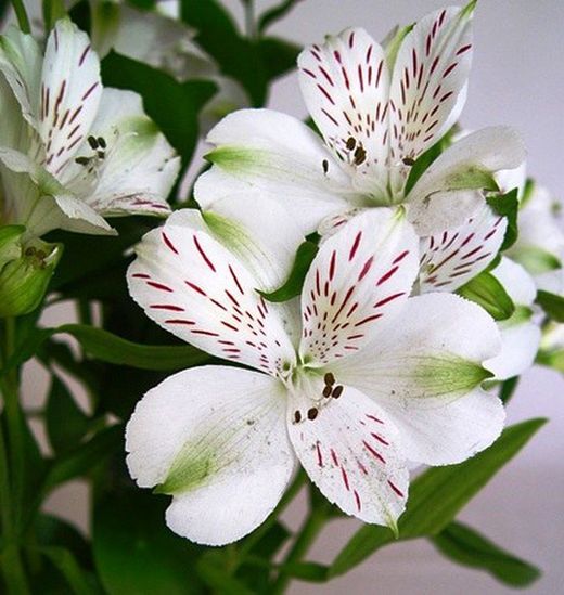 Ramo de Alstroemeria