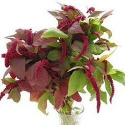 Ramo de Amaranthus