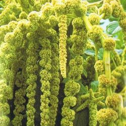 Ramo de Amaranthus