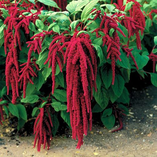 Ramo de Amaranthus