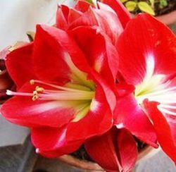 Ramo de Amaryllis