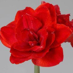 Ramo de Amaryllis