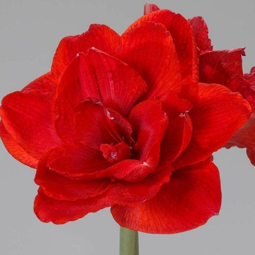 Ramo de Amaryllis