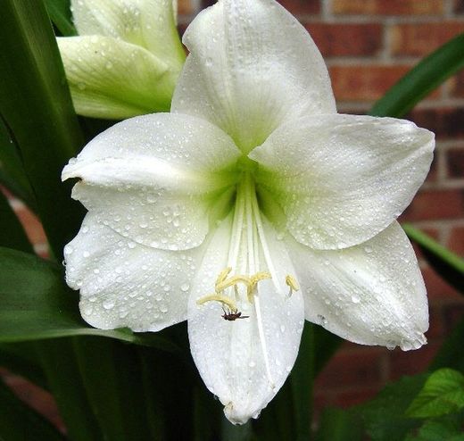 Ramo de Amaryllis