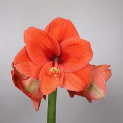 Ramo de Amaryllis
