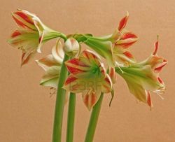 Ramo de Amaryllis