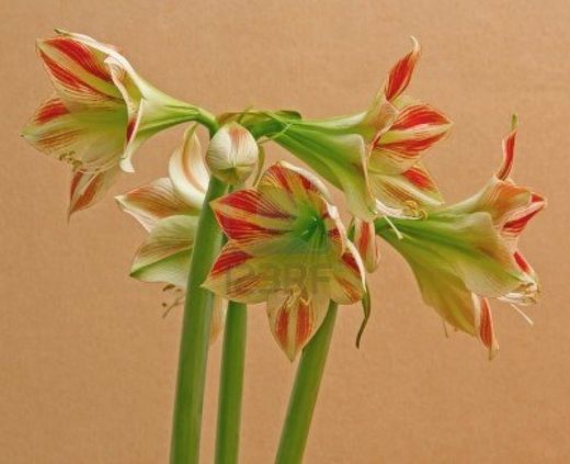 Ramo de Amaryllis