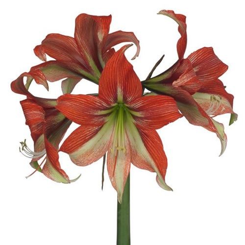 Ramo de Amaryllis Bicolor / 3