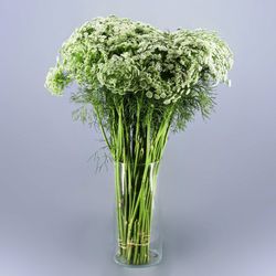 Ramo de Ammi Majus