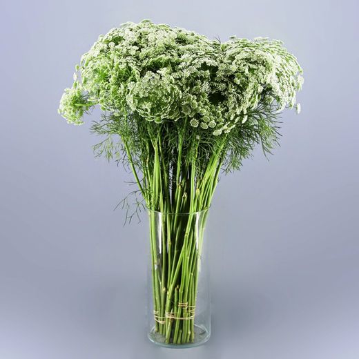 Ramo de Ammi Majus