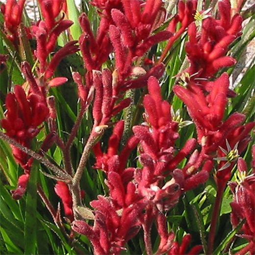 Buquê de Anigozanthus