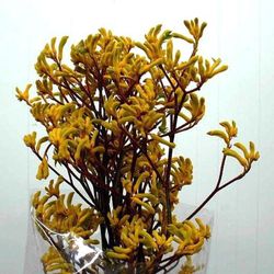Ramo de Anigozanthus