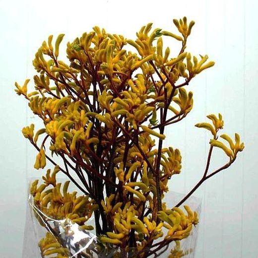 Ramo de Anigozanthus