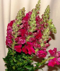 Ramo de Anthirrinum