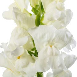 Ramo de Anthirrinum