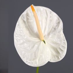 Ram de Anthurium
