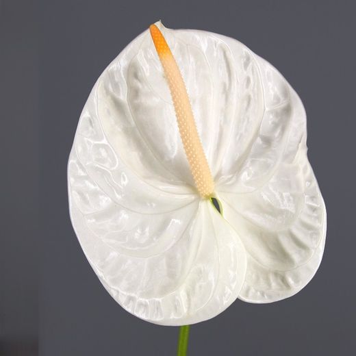 Ram de Anthurium